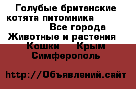 Голубые британские котята питомника Silvery Snow. - Все города Животные и растения » Кошки   . Крым,Симферополь